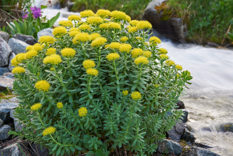 rhodiola