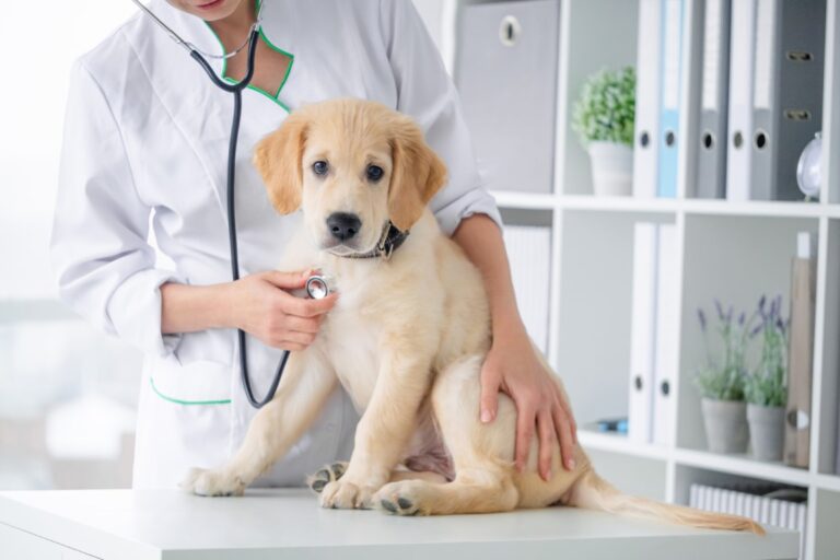 mutuelle pour chien