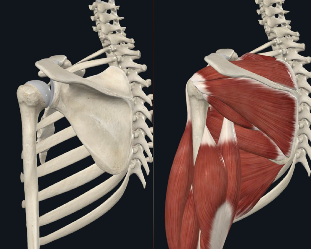 Comment soulager le conflit sous-acromial grâce à des exercices ciblés ?