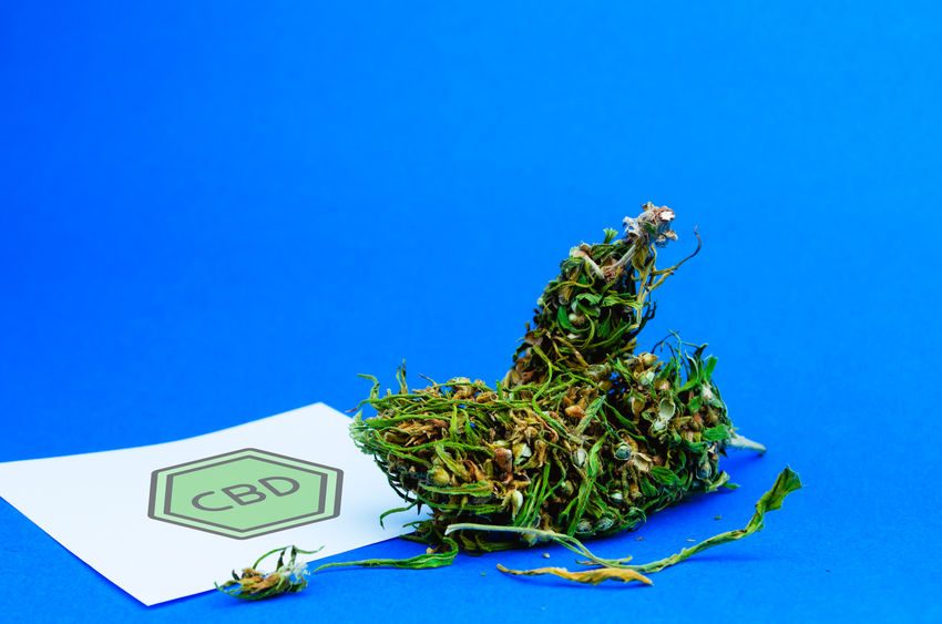 Les nombreux bienfaits des fleurs de CBD