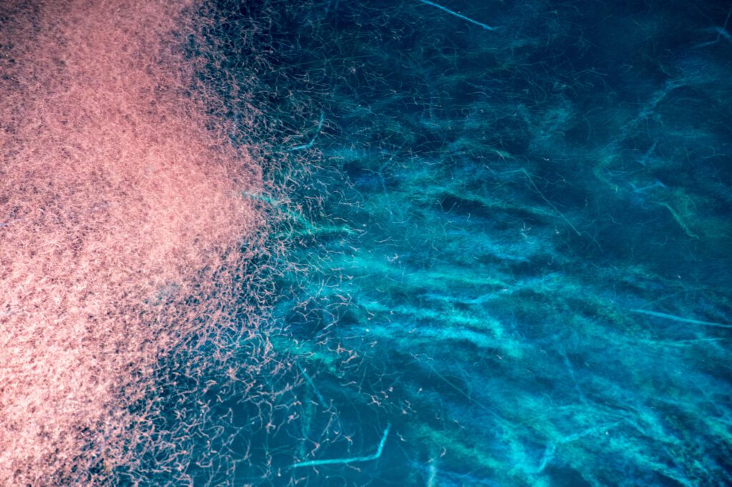 huile de krill