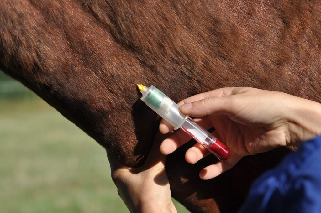 Quel est le meilleur médicament pour les chevaux ?