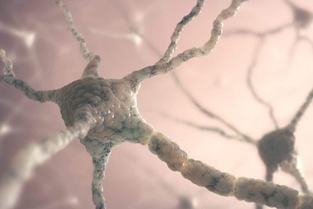 Les nootropiques : véritable boost ou simple effet placebo ?