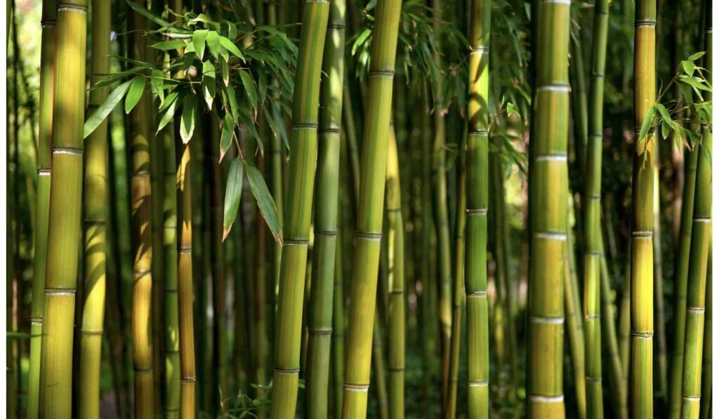 Quels sont les bienfaits des bambous ?