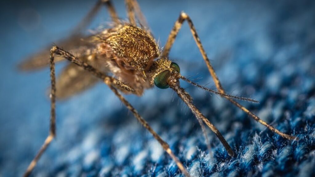 Comment se protéger des moustique la nuit ?