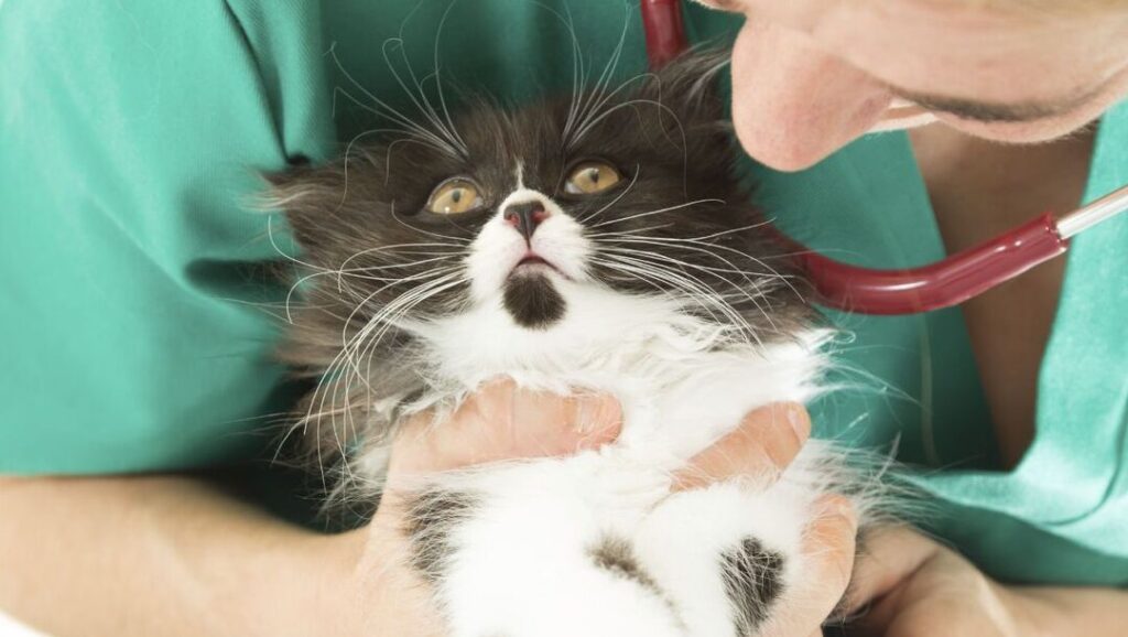 Les causes de la respiration rapide chez les chats