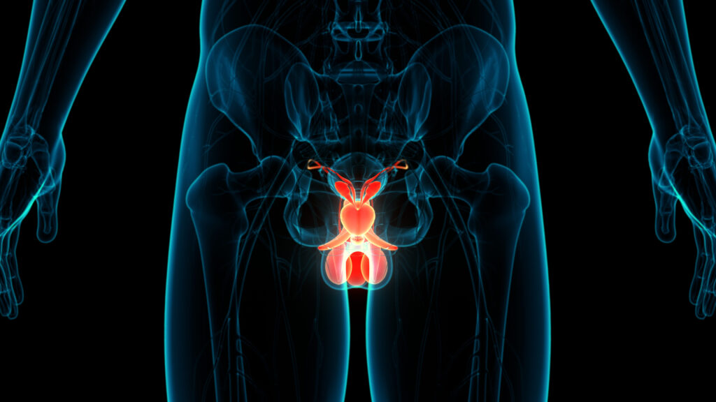 Quand consulter un urologue pour un problème de testicule ?