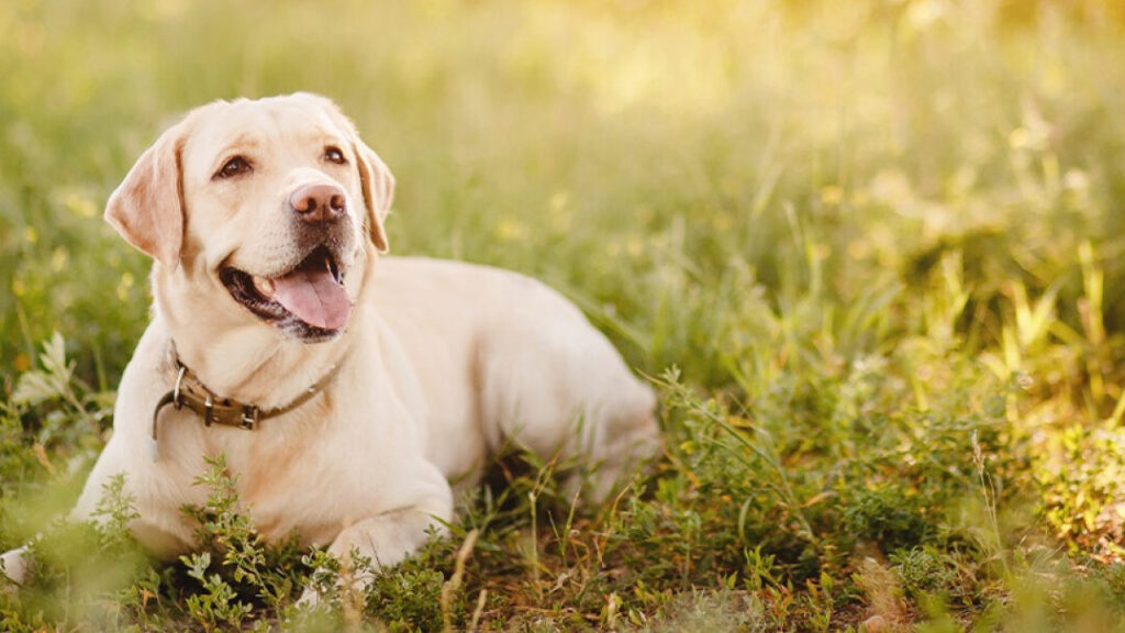 Quelles sont les vertus du chien ?