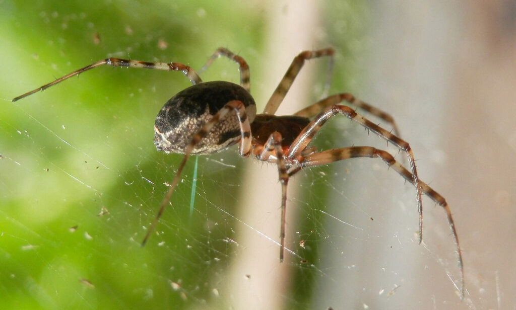 Est-il vrai que des araignées peuvent pondre sous la peau ?
