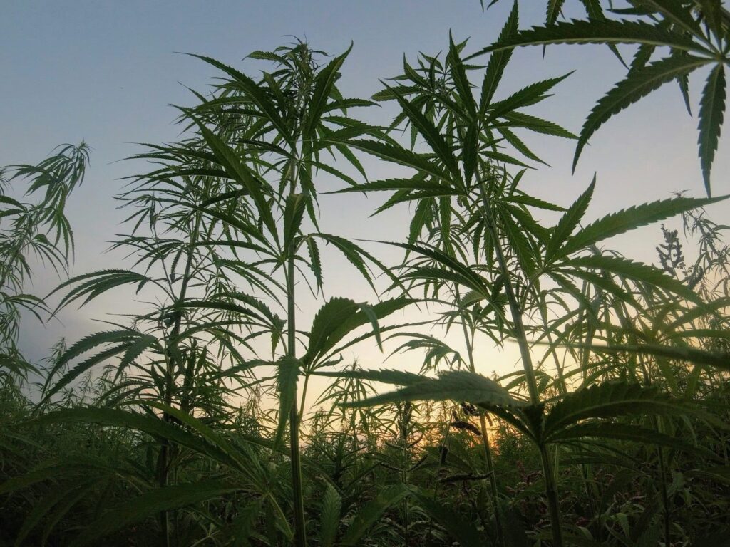 Le cbd peut-il révolutionner le soin de la peau ?