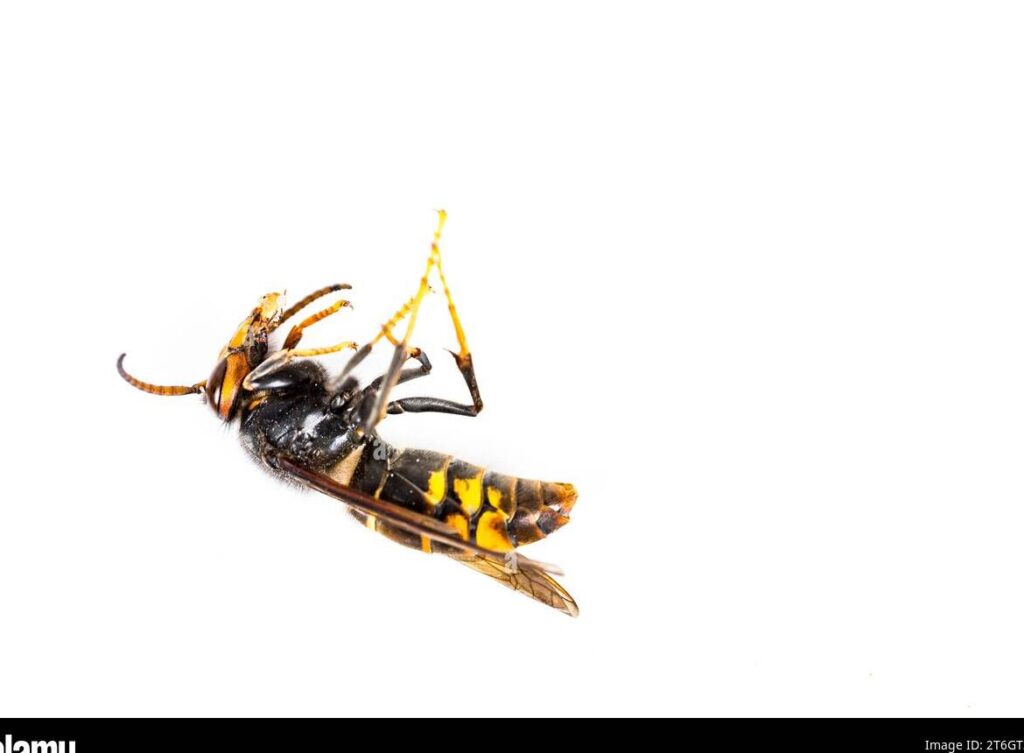 Le venin de frelon: danger et utilisation en médecine moderne