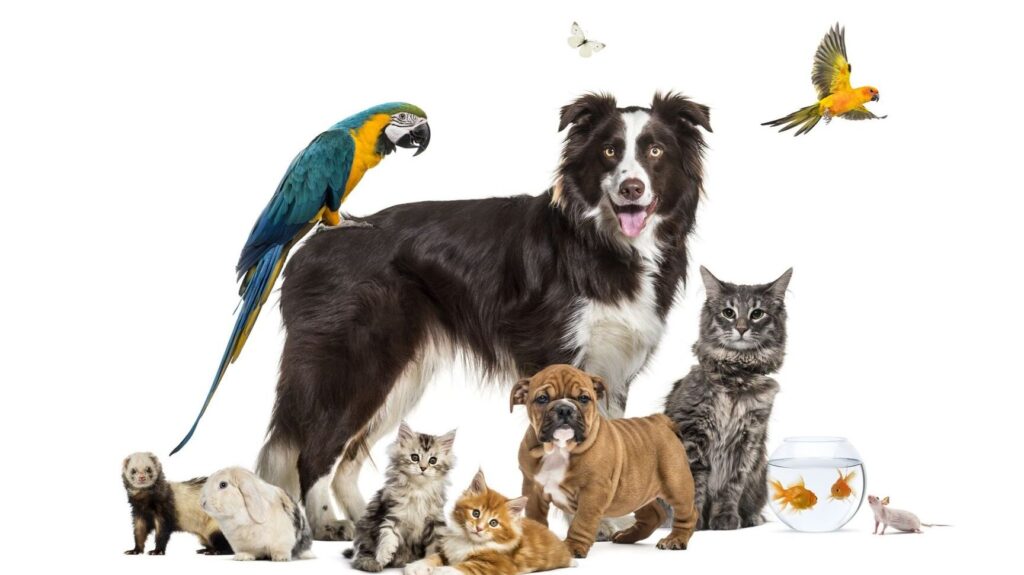 Pourquoi avoir des animaux de compagnie ?