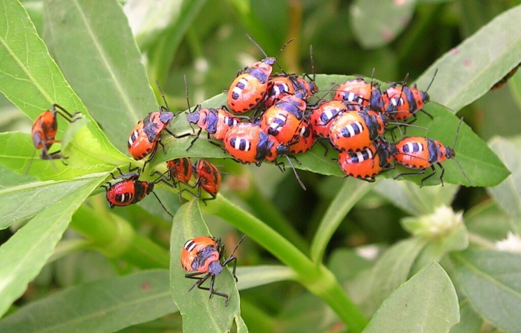 Les phéromones d’insectes: quelle est leur influence sur le comportement animal ?