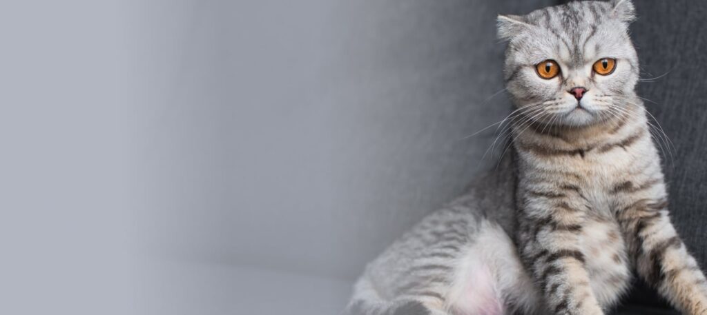 Chat au regard triste présentant des symptômes apparents du coryza, maladie respiratoire fréquente chez les félins