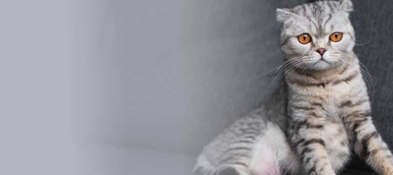 Chat au regard triste présentant des symptômes apparents du coryza, maladie respiratoire fréquente chez les félins
