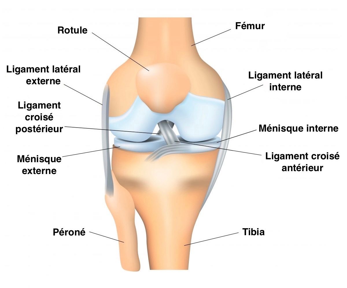 Schéma légendé montrant les ligaments du genou pour mieux comprendre les zones vulnérables lors d'une entorse.