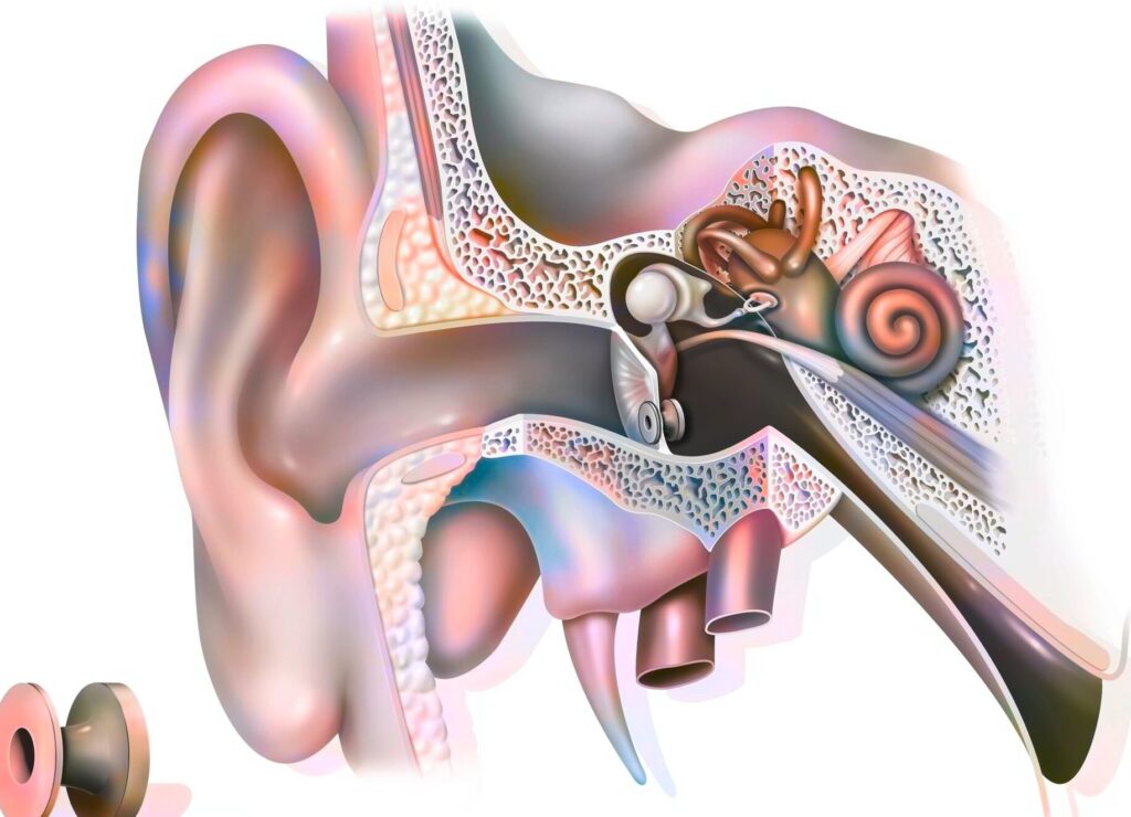 Yoyo d’oreille chez l’adulte : quand faut-il en poser ?