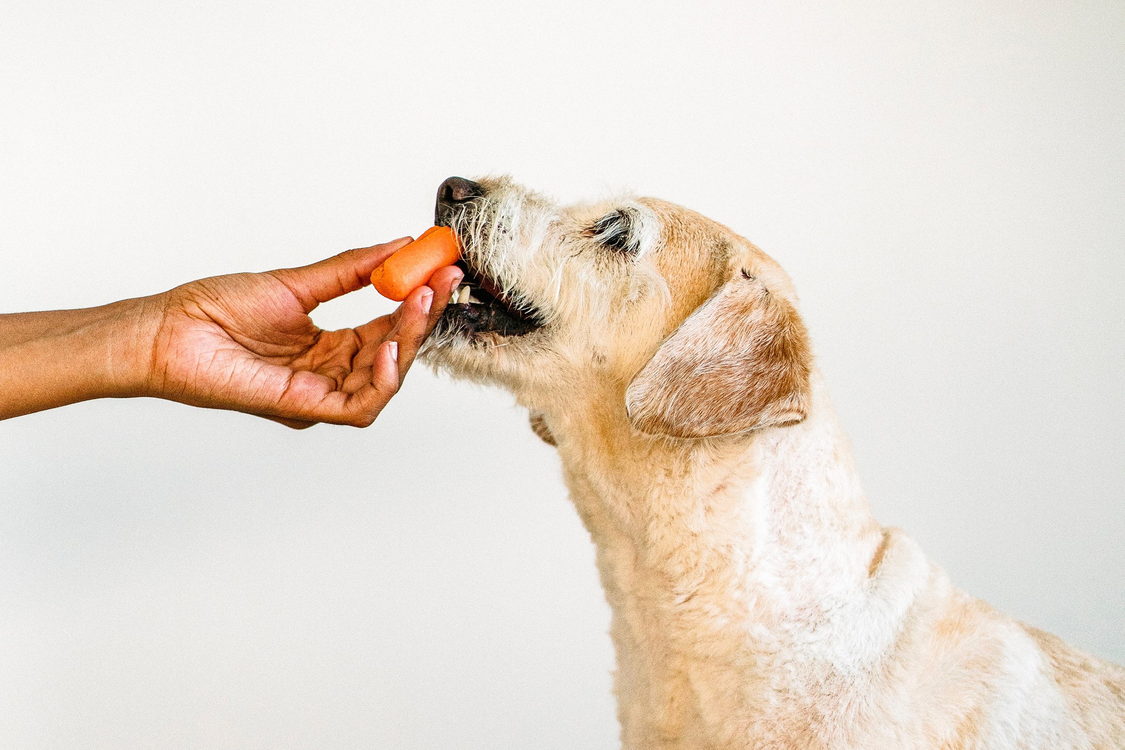 chien et constipation par alimentation