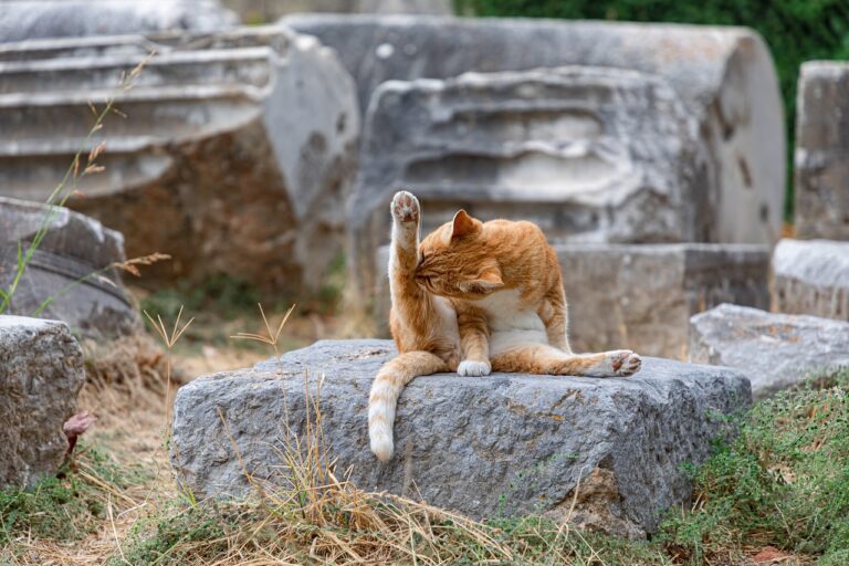 Chat qui se toilette et tousse, illustration d’un trouble respiratoire félin