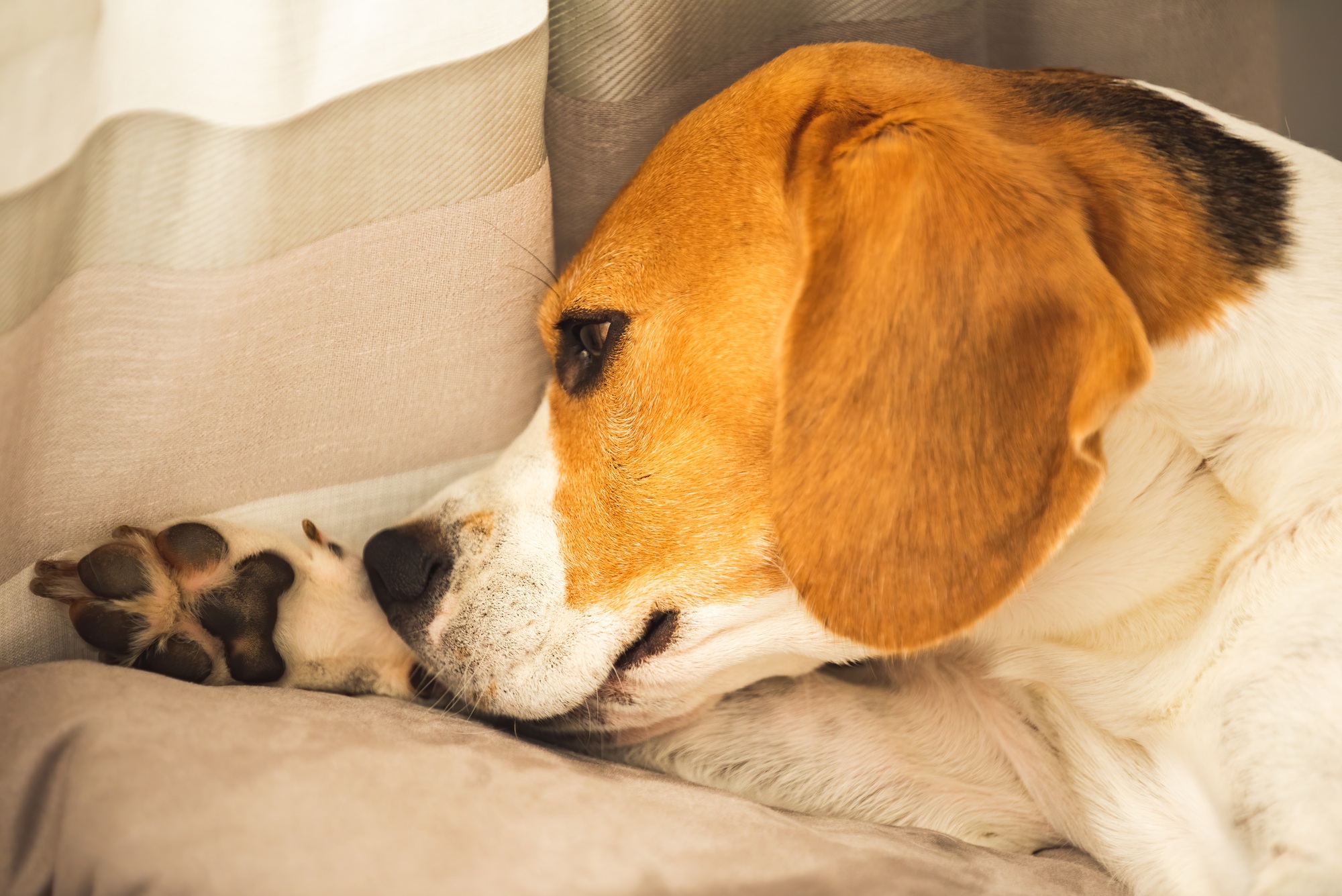 chien qui se lèche les pattes allergie