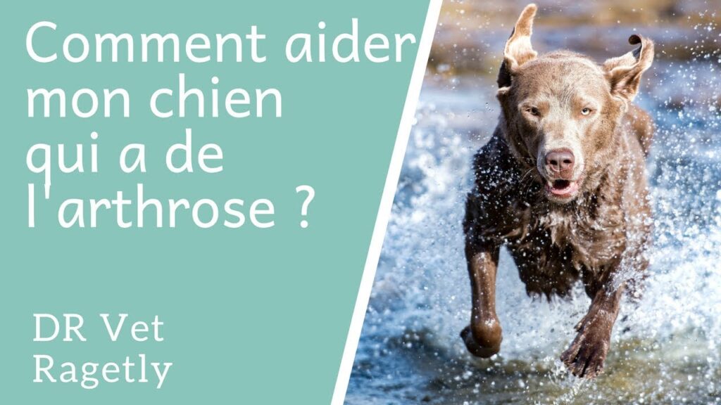 Chien âgé recevant des soins doux pour soulager son arthrose naturellement