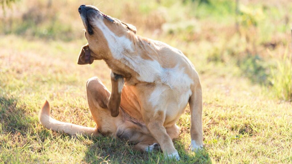 Chien qui se gratte intensément : identifier les causes et solutions naturelles