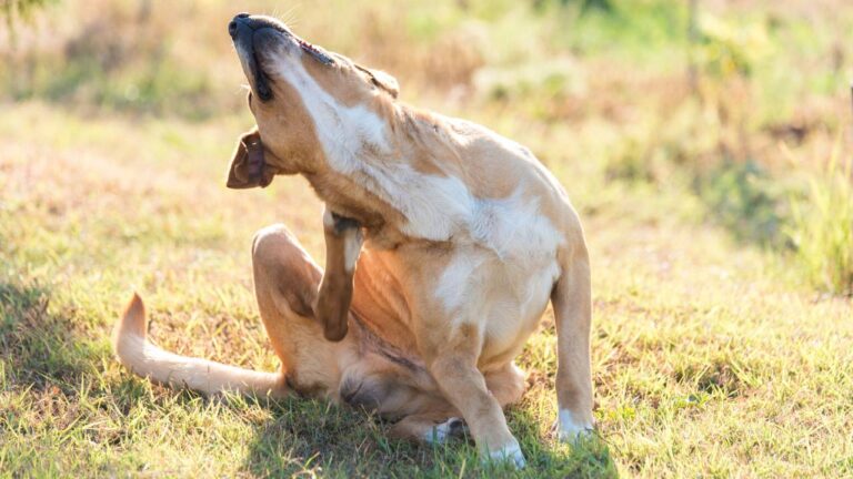 Chien qui se gratte intensément : identifier les causes et solutions naturelles