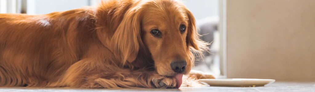 Chien allongé se léchant les pattes, signe d'une irritation cutanée