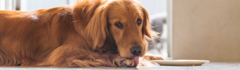Chien allongé se léchant les pattes, signe d'une irritation cutanée