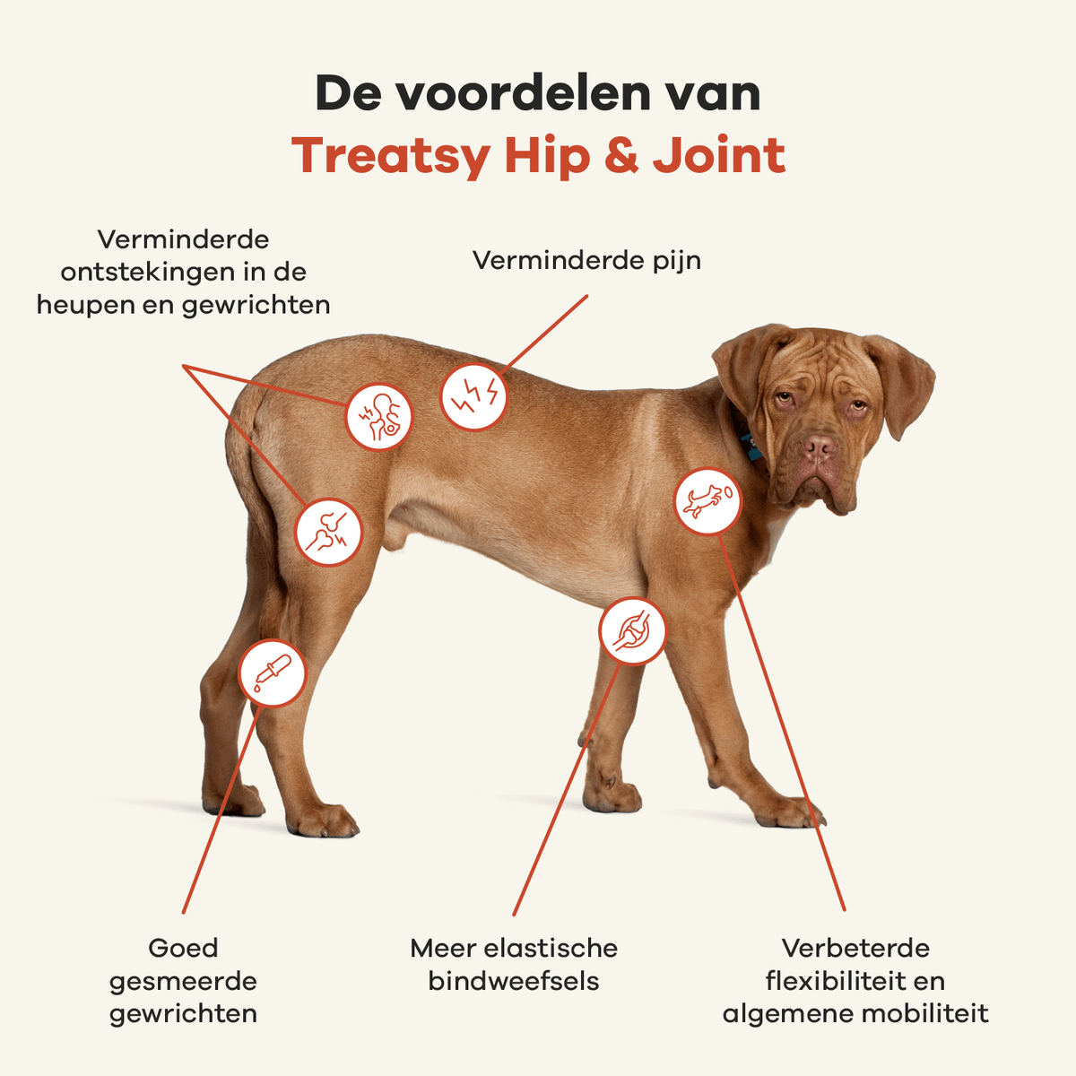 Compléments pour articulations de chien