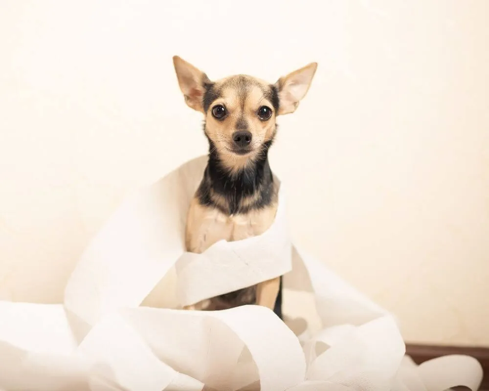 Chien allongé souffrant de diarrhée avec texte sur les remèdes naturels