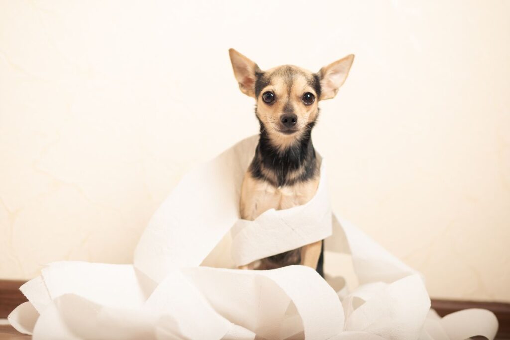 Remède naturel pour soulager la constipation chez le chien