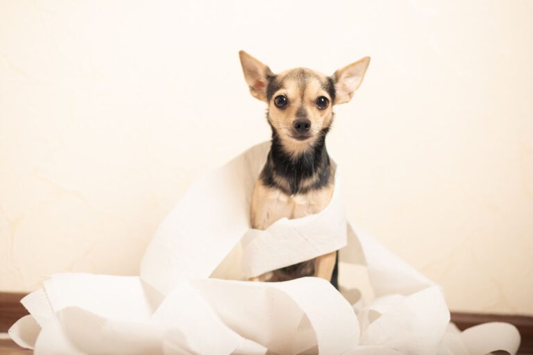 Remède naturel pour soulager la constipation chez le chien