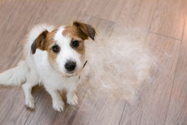 Remède de grand-mère pour la perte de poils chez le chien, illustré par un chien au pelage clair en perte de poils