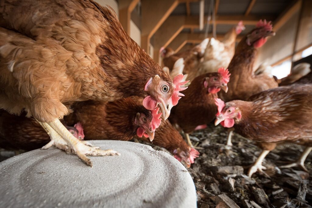 Astuce de grand-mère naturelle pour stimuler la ponte des poules au jardin