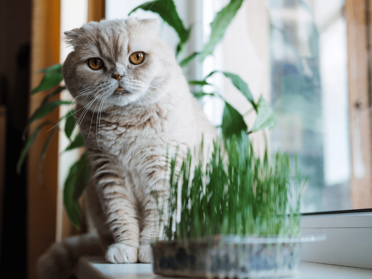 Remèdes naturels contre les boules de poils chez le chat