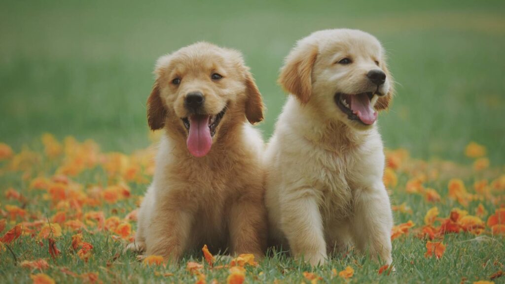 Remèdes naturels efficaces contre les flatulences du chien