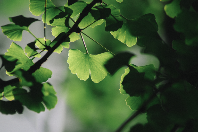 ginko