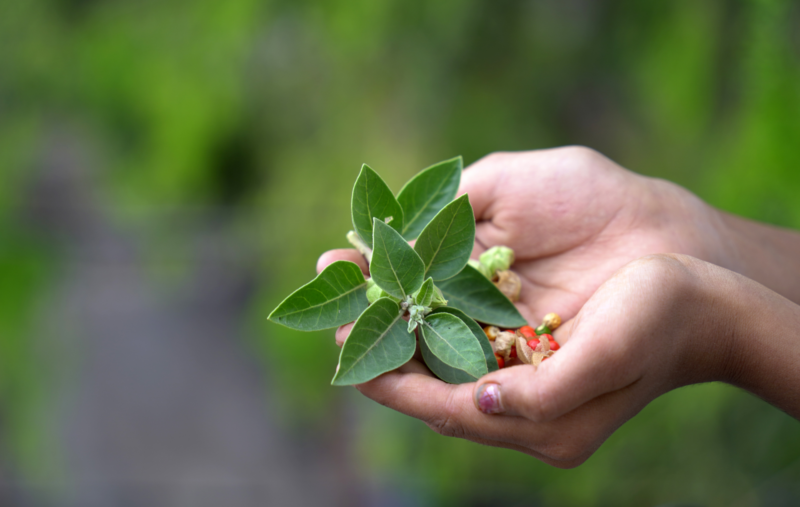 Ashwagandha